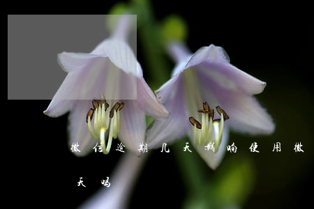 微信逾期几天影响使用(微信分付可以逾期几天吗)