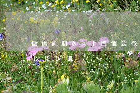 微信逾期多久上門催款(微信里逾期的催收可以投訴嗎)