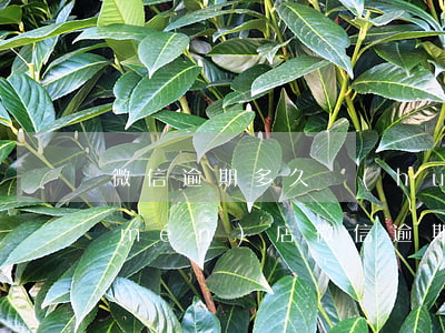 微信逾期多久會(huì)將案件移交門(mén)店(微信逾期多久會(huì)將案件移交門(mén)店)
