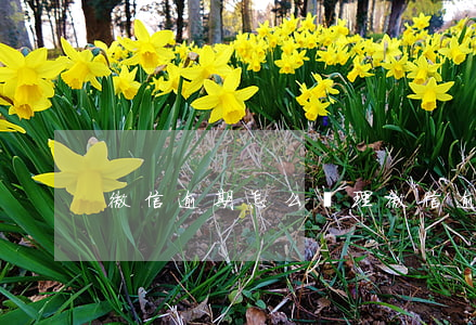 微信逾期怎么處理(微信逾期怎么處理)