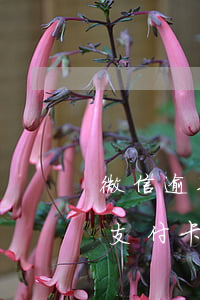 微信逾期會(huì)強(qiáng)制支付卡內(nèi)余額(微信銀行卡超出支付限額怎么辦)
