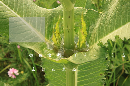 微信逾期會(huì)怎么樣（微信逾期到賬是什么意思）