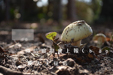 微信逾期會上報(bào)征信嗎(微信逾期幾天上征信)