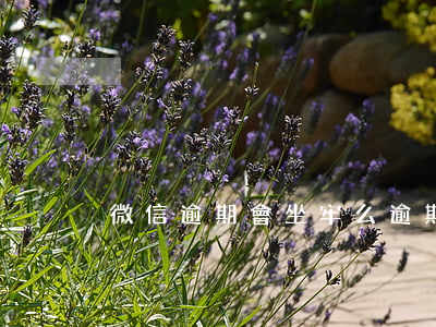 微信逾期會坐牢么 逾期會坐牢嗎?