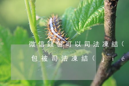 微信錢包可以司法凍結(jié)嗎(微信錢包被司法凍結(jié)了還可以收付款嗎)