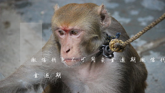 微信钱包不可用资金逾期（微信钱包不可用资金逾期）