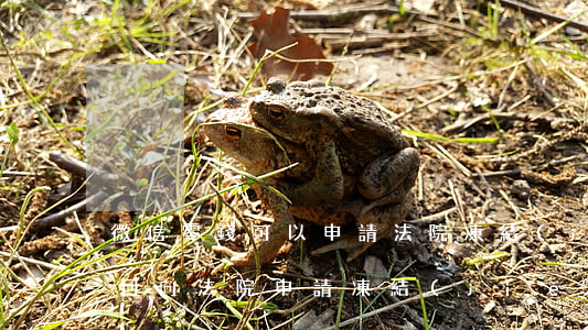 微信零錢可以申請法院凍結(jié)嗎(如何向法院申請凍結(jié)微信零錢)