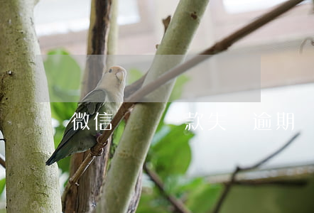 微信預約還款失敗逾期(預約還款還算逾期嗎)