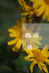 微信飛天茅臺預約成功逾期未辦理-茅臺微信預約成功過期未辦