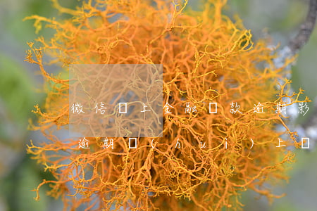 微信馬上金融貸款逾期影響征信嗎(馬上金融逾期會(huì)上個(gè)人征信)