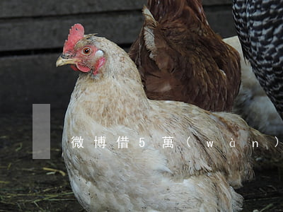 微博借5萬(wàn)逾期起訴是真的嗎