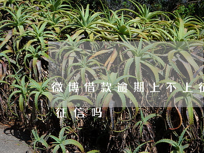 微博借款逾期上不上征信(微博贷款不还会上征信吗)