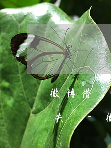 微博借錢(qián)逾期2天為什么還款失敗-微博借錢(qián)逾期2天為什么還款失敗了