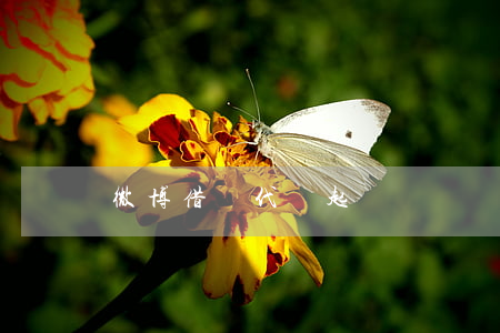 微博借錢代償起訴
