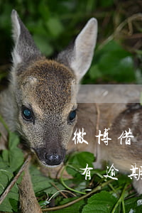 微博借錢有逾期的多久可以再借-微博借錢有逾期的多久可以再借一次