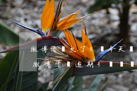微博借錢欠了3萬,今天開始逾期了,沒辦法了，微博借錢逾期，3萬債務無從還起，陷入困境