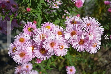 微博借錢被迫逾期會怎么樣（微博借錢被迫逾期）