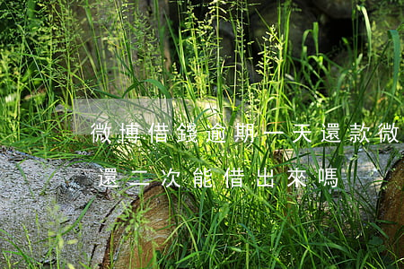微博借錢逾期一天還款(微博借錢逾期一天已還 二次能借出來嗎)