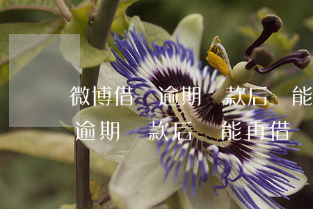 微博借錢逾期還款后還能再借嗎-微博借錢逾期還款后還能再借嗎安全嗎
