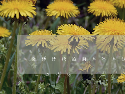 微博借钱逾期上不上征信-微博借钱不逾期上征信吗