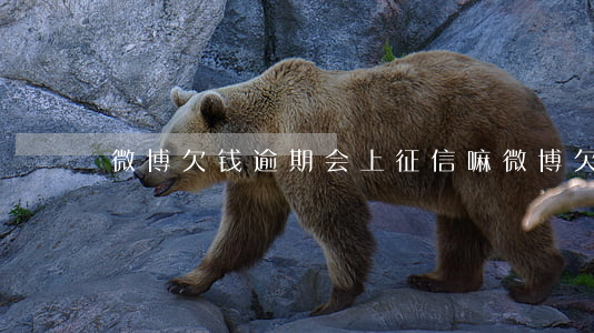 微博欠钱逾期会上征信嘛(微博欠款上征信吗)