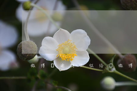 微博沒逾期上征信嗎 微博逾期多久上征信