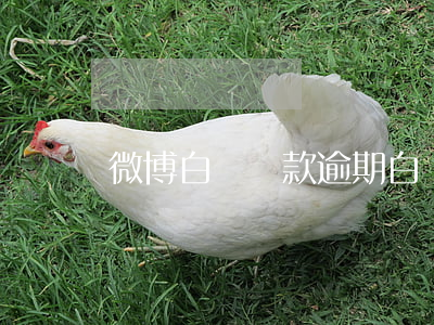 微博白條貸款逾期(白條逾期 房貸)