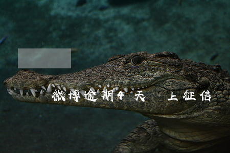 微博逾期4天會上征信嗎