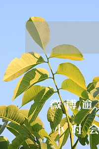 微博逾期一天会上征信吗 微博借钱逾期一个小时会上征信吗