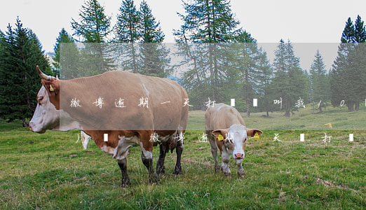 微博逾期一天打電話叫我10點(diǎn)還-微博逾期一天會打緊急聯(lián)系人嗎