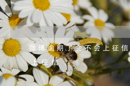 微博逾期了会不会上征信(微博逾期了会不会上征信)