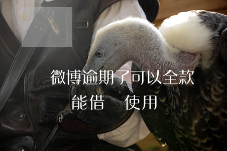 微博逾期了可以全款還嗎(微博逾期一次后面還能借錢使用嗎)