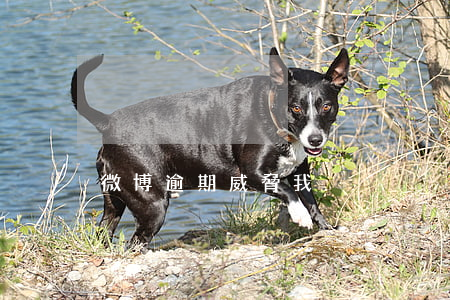 微博逾期威脅我