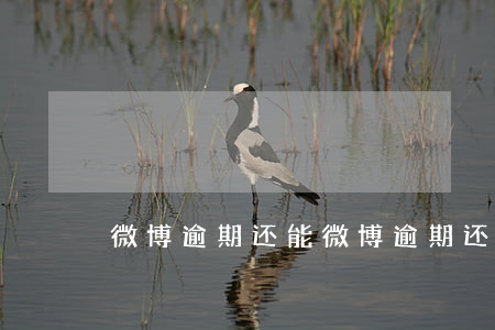 微博逾期还能(微博逾期还能借出来吗!)