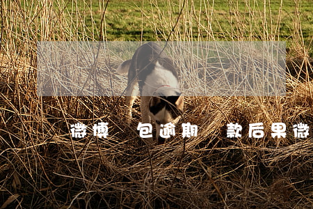 微博錢包逾期還款后果(微博還款逾期的后果)