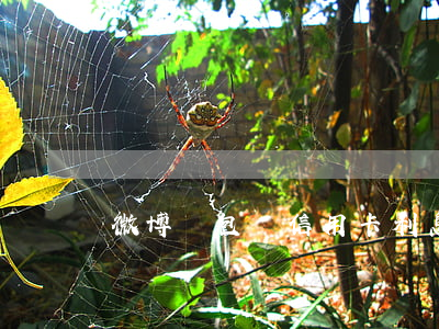 微博錢包還信用卡利息
