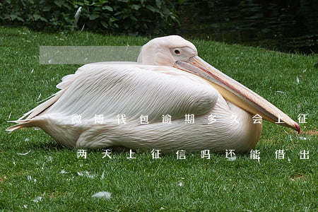 微博钱包逾期多久会上征信(微博钱包逾期了两天上征信吗还能借出来吗)
