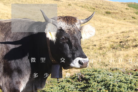 微型車交強(qiáng)險(xiǎn)多少錢(微型貨車交強(qiáng)險(xiǎn)最低多少錢)