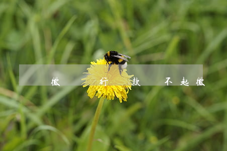 微從銀行貸款還不起(微貸還不起怎么辦)
