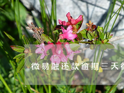 微易融还款逾期三天(微易融还款逾期三天)