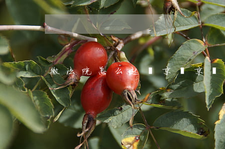 微法院怎么起訴京東(京東商城如何起訴)