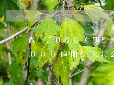 微眾2000逾期5天怎么用不了-微眾2000逾期5天怎么用不了了