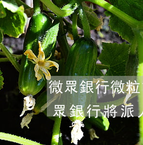 微眾銀行微粒貸逾期后果(微粒貸逾期警告,微眾銀行將派人員上門溝通還款事宜)