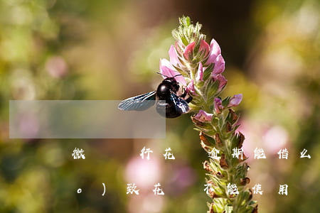 微眾銀行花唄逾期能借么(微貸逾期導(dǎo)致花唄不能使用還能申請(qǐng)網(wǎng)貸嗎)