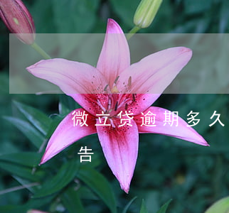 微立贷逾期多久会起诉(微贷款逾期多久会被告)