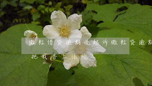 微粒借贷逾期说起诉(微粒贷逾期几个月会,你把我告上法院)