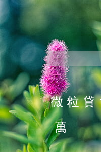 微粒貸1000逾期倆月(微粒貸逾期半年,4萬)