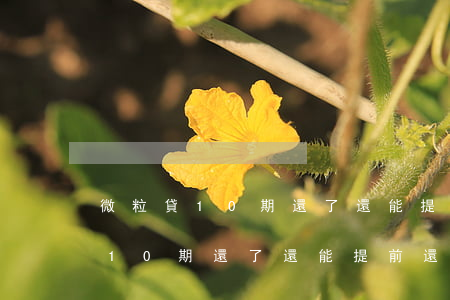 微粒貸10期還了還能提前還款嗎-微粒貸10期還了還能提前還款嗎