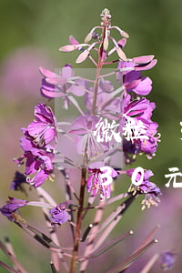 微粒貸30元信用卡還款券有效期-微粒貸30元信用卡還款券有效期多久
