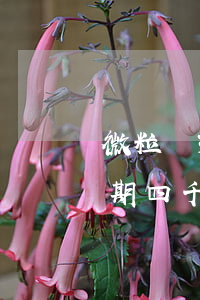 微粒貸3萬4逾期4個(gè)月(微粒貸逾期四千塊會(huì)不會(huì)上門)